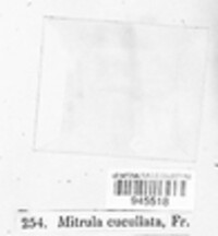 Heyderia cucullata image